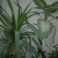 اجاره آپارتمان ۷۰ متری ۱ خوابه طبقه ۲ در زرین شهر
