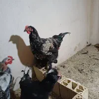 جوجه خروس برهما