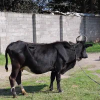 گاوچالوسی.گاو‌.گاوحامله