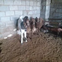 دوعدد بره نر با یک عددبزغاله نر