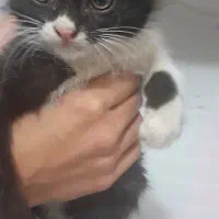 بچه گربه بامزه|گربه|کرمان, |دیوار