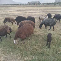 میش داشتی  آبستن  سنگین|حیوانات مزرعه|زالیان, |دیوار