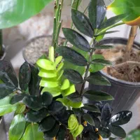 زاموفیلیا سوپر بلک اصل پاجوش‌دار قد ۵۰سانت