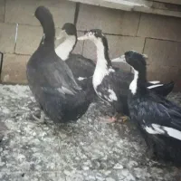 اردک چاق وچله وتمیز مخصوص خوردن