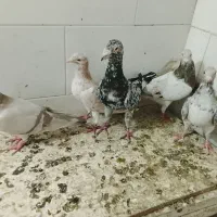 کبوتر