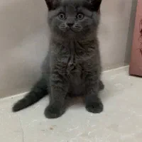 بچه گربه نژاد بریتیش