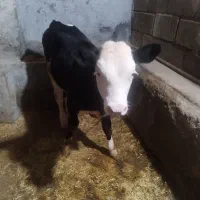 گوساله ماده« مونت بیلیارد»