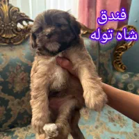 واگذاری توله سگ