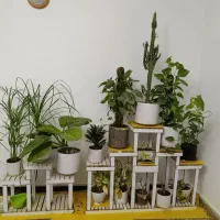 تعدادی  گل آپارتمانی