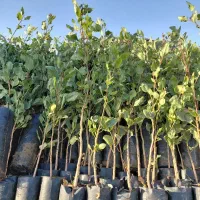 نهالستان دارای ارقام متنوع نهالهای دیر‌گل