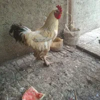 خروس برهما