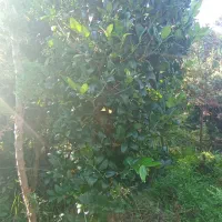 گلهای فضای باز (بیرونی)|گل و گیاه طبیعی|کلاچای, |دیوار