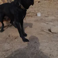 سگ  نگهبان سرابی ماده|سگ|چهاردانگه (تهران), |دیوار