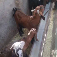 بزو بزغاله پاکستانی|حیوانات مزرعه|مشهد, کلاکوب|دیوار