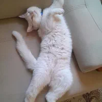 فروش گربه نر