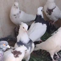 کبوتر فروشی