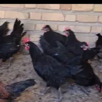 خروس سیاه برا چشم زخم و مریض و قربانی
