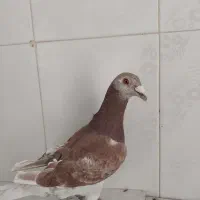 جفت قوری و سوسکی