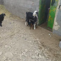 تعدادی بز مری نر و ماده مالداری نسل دار|حیوانات مزرعه|ایرانشهر, |دیوار