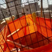 مرغ عشق انگلیسی معاوظه|پرنده|صباشهر, |دیوار