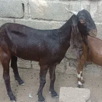 بز آبستن|حیوانات مزرعه|شادگان, |دیوار