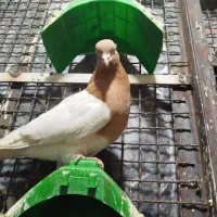 ۲تاکله ای۲تا تهرانی ماده دمسفیدوسور نر|پرنده|خرمآباد, |دیوار