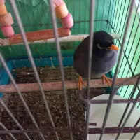 فروش پرنده خانگی