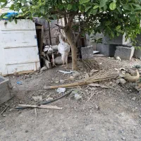 خروس|حیوانات مزرعه|میناب, |دیوار