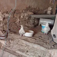 کفتر کبوتر|پرنده|نورآباد, |دیوار