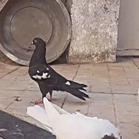 کفتر پرشی|پرنده|نیشابور, شهرک اندیشه|دیوار