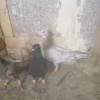 111|پرنده|شیراز, میرزاکوچک خان|دیوار