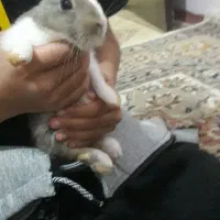 خرگوش بازیگوش و زیبا