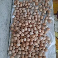 تخم مرغ محلی|عمده‌فروشی|تربت جام, نظامی|دیوار