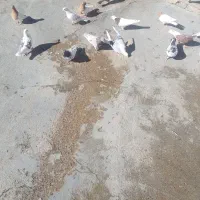 با سلام چندجوفت شونی دوم سفید کلی ودومی|پرنده|اشترینان, |دیوار