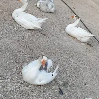 غاز ماده و نر