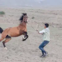 اسب مادیان سن 7ب8 50میلیون