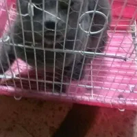 گربه گمشده