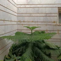 گلهای اپارتمانی|گل و گیاه طبیعی|شیراز, شهرک والفجر|دیوار