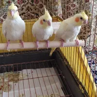 عروس هلندی زعفرانی چشم شرابی شهرضا (دسی)با قفس|پرنده|شهرضا, |دیوار