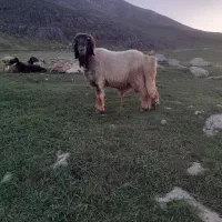 قوچ