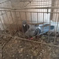 ۸عددکبوترپلاکی ویه جفت سینه داربایهودی فقط تماس|پرنده|رفسنجان, |دیوار