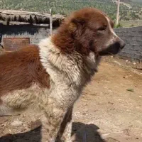 سگ نر قدرجونی آله سرخ روزگاری