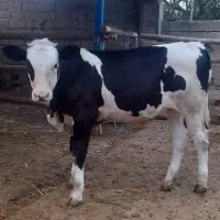 گوساله مونت بیلیارد درجه ۱