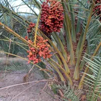 فروشنده مغازه خرمای جنوب