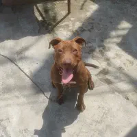 پیت بول تریر ماده معاوضه با توله پامر یا اردک غاز|سگ|بابلسر, |دیوار