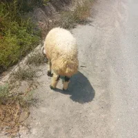 بره نر