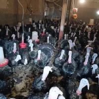 بوقلمون نر محلی ۲۵ عدد وزن از ۹ تا ۱۱ کیلو