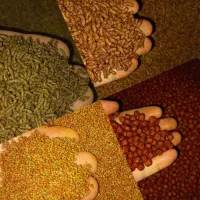 غذای ماهی بیومار سیست ارتمیا کاتاپا اسپیرولینا رنگ|ماهی|تهران, آذربایجان|دیوار