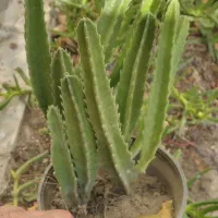 گل کاکتوس|گل و گیاه طبیعی|مشهد, هنرور|دیوار