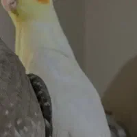 پرنده گم شده